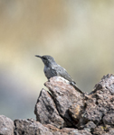 Rock Wren 4747